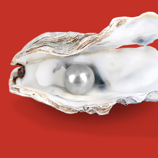 startseiten-banner-auster